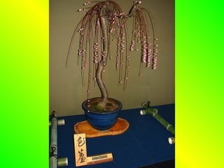 Bonsai