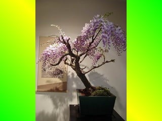 Bonsai