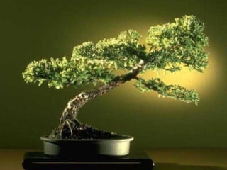Bonsai