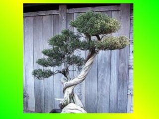 Bonsai