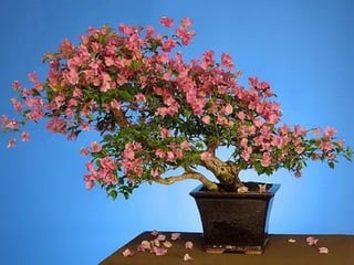 Bonsai