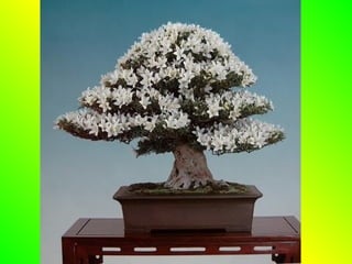 Bonsai