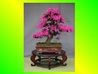 Bonsai