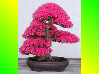 Bonsai