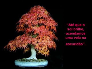 “Até que o
 sol brilhe,
acendamos
uma vela na
escuridão”.
 