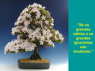 "Só os
  grandes
sábios e os
  grandes
ignorantes
    são
imutáveis."
 