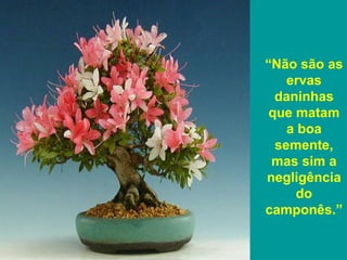 “Não são as
    ervas
  daninhas
 que matam
    a boa
  semente,
 mas sim a
negligência
      do
camponês.”
 