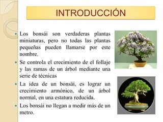 320 ideas de Bonsái de alambre  árboles de alambre, bonsai, árbol de  alambre