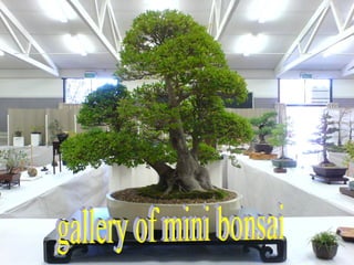 gallery of mini bonsai 