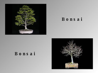 Bonsai Bonsai 