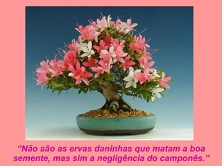 “ Não são as ervas daninhas que matam a boa semente, mas sim a negligência do camponês.” 