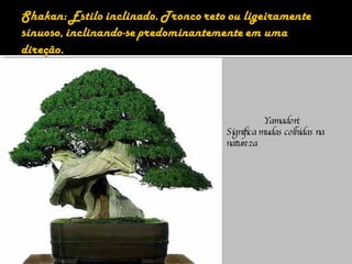 Yamadori: Significa mudas colhidas na natureza 