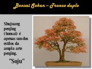 Shujuang penjing (bonsai) é apenas um dos estilos da ampla arte penjing. "Soju" 