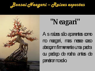 "Neagari" As raízes são aparentes como no neagari, mas nesse caso abraçam firmemente uma pedra ou pedaço de rocha antes de penetrar no solo. 