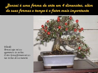 Ishizuki:  Bonsai cujas raízes agarram-se às rochas. Certos bonsai formam raízes nas rochas dessa maneira 