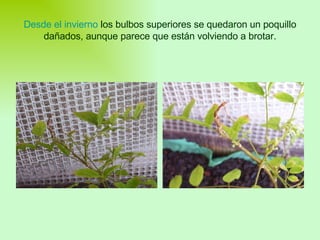 Desde el invierno  los bulbos superiores se quedaron un poquillo dañados, aunque parece que están volviendo a brotar. 