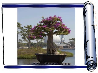 盆景─Bonsai