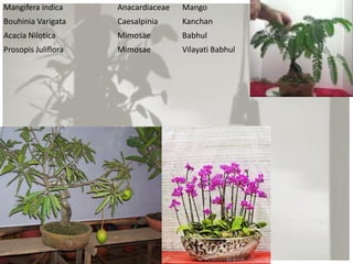 Mangifera indica Anacardiaceae Mango
Bouhinia Varigata Caesalpinia Kanchan
Acacia Nilotica Mimosae Babhul
Prosopis Juliflora Mimosae Vilayati Babhul
 
