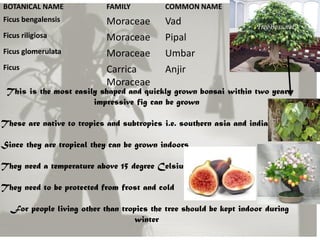BOTANICAL NAME FAMILY COMMON NAME
Ficus bengalensis Moraceae Vad
Ficus riligiosa Moraceae Pipal
Ficus glomerulata Moraceae Umbar
Ficus Carrica
Moraceae
Anjir
This is the most easily shaped and quickly grown bonsai within two years
impressive fig can be grown
These are native to tropics and subtropics i.e. southern asia and india
Since they are tropical they can be grown indoors
They need a temperature above 15 degree Celsius
They need to be protected from frost and cold
For people living other than tropics the tree should be kept indoor during
winter
 