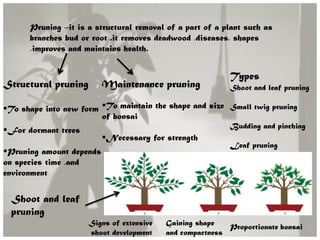 Pruning –it is a structural removal of a part of a plant such as
branches bud or root .it removes deadwood ,diseases, shapes
,improves and maintains health.
Structural pruning
To shape into new form
For dormant trees
Pruning amount depends
on species time ,and
environment
Maintenance pruning
To maintain the shape and size
of bonsai
Necessary for strength
Signs of extensive
shoot development
Gaining shape
and compactness
Proportionate bonsai
Types
Shoot and leaf pruning
Small twig pruning
Budding and pinching
Leaf pruning
Shoot and leaf
pruning
 