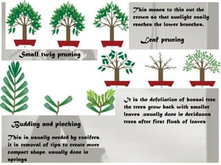 Small twig pruning
Budding and pinching
This means to thin out the
crown so that sunlight easily
reaches the lower branches.
This is usually needed by conifers,
it is removal of tips to create more
compact shape, usually done in
springs
Leaf pruning
It is the defoliation of bonsai tree,
the trees grow back with smaller
leaves ,usually done in deciduous
trees after first flush of leaves
 