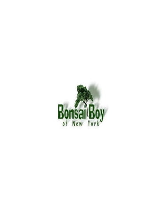 Bonsai Boy of New York 