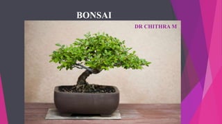 BONSAI
DR CHITHRA M
 