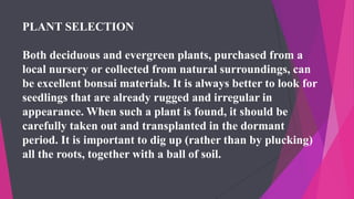 PLANT SELECTION
Both deciduous and evergreen plants, purchased from a
local nursery or collected from natural surroundings, can
be excellent bonsai materials. It is always better to look for
seedlings that are already rugged and irregular in
appearance. When such a plant is found, it should be
carefully taken out and transplanted in the dormant
period. It is important to dig up (rather than by plucking)
all the roots, together with a ball of soil.
 