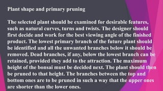 Plant shape and primary pruning
The selected plant should be examined for desirable features,
such as natural curves, turns and twists. The designer should
first decide and work for the best viewing angle of the finished
product. The lowest primary branch of the future plant should
be identified and all the unwanted branches below it should be
removed. Dead branches, if any, below the lowest branch can be
retained, provided they add to the attraction. The maximum
height of the bonsai must be decided next. The plant should then
be pruned to that height. The branches between the top and
bottom ones are to be pruned in such a way that the upper ones
are shorter than the lower ones.
 