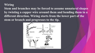 Wiring
Stem and branches may be forced to assume unnatural shapes
by twisting a copper wire around them and bending them in a
different direction. Wiring starts from the lower part of the
stem or branch and progresses to the tip.
 