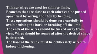 Thinner wires are used for thinner limbs.
Branches that are close to each other can be pushed
apart first by wiring and then by bending.
These operations should be done very carefully to
avoid bruising the bark or breaking off the limb.
The ends of the wires should be tucked away from
view. Wires should be removed after the desired shape
is obtained.
The base of the trunk must be deliberately wired to
induce thickening.
 