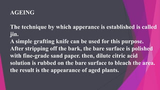 AGEING
The technique by which apperance is established is called
jin.
A simple grafting knife can be used for this purpose.
After stripping off the bark, the bare surface is polished
with fine-grade sand paper. then, dilute citric acid
solution is rubbed on the bare surface to bleach the area.
the result is the appearance of aged plants.
 