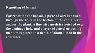 Repotting of bonsai
For repotting the bonsai, a piece of wire is passed
through the holes in the bottom of the container to
anchor the plant. A fine wire mesh is stretched over
the drainage hole, and a layer of gravel or potting
medium is placed to a depth of about 1 inch in the
container.
 