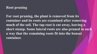 Root pruning
For root pruning, the plant is removed from its
container and its roots are examined after removing
much of the soil. The tap root is cut away, leaving a
short stump. Some lateral roots are also pruned in such
a way that the remaining roots fit into the bonsai
container.
 