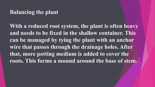Balancing the plant
With a reduced root system, the plant is often heavy
and needs to be fixed in the shallow container. This
can be managed by tying the plant with an anchor
wire that passes through the drainage holes. After
that, more potting medium is added to cover the
roots. This forms a mound around the base of stem.
 