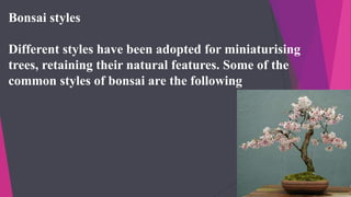 Bonsai styles
Different styles have been adopted for miniaturising
trees, retaining their natural features. Some of the
common styles of bonsai are the following
 