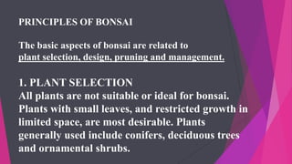 PRINCIPLES OF BONSAI
The basic aspects of bonsai are related to
plant selection, design, pruning and management.
1. PLANT SELECTION
All plants are not suitable or ideal for bonsai.
Plants with small leaves, and restricted growth in
limited space, are most desirable. Plants
generally used include conifers, deciduous trees
and ornamental shrubs.
 