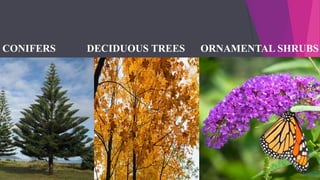 CONIFERS DECIDUOUS TREES ORNAMENTAL SHRUBS
 