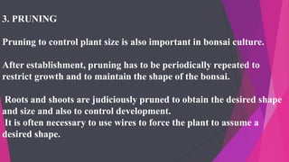3. PRUNING
Pruning to control plant size is also important in bonsai culture.
After establishment, pruning has to be periodically repeated to
restrict growth and to maintain the shape of the bonsai.
Roots and shoots are judiciously pruned to obtain the desired shape
and size and also to control development.
It is often necessary to use wires to force the plant to assume a
desired shape.
 