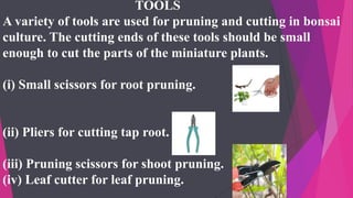 TOOLS
A variety of tools are used for pruning and cutting in bonsai
culture. The cutting ends of these tools should be small
enough to cut the parts of the miniature plants.
(i) Small scissors for root pruning.
(ii) Pliers for cutting tap root.
(iii) Pruning scissors for shoot pruning.
(iv) Leaf cutter for leaf pruning.
 