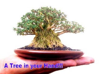 A Tree in your Hand!!! 