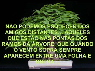 NÃO PODEMOS ESQUECER DOS AMIGOS DISTANTES… AQUELES QUE ESTÃO NAS PONTAS DOS RAMOS DA ÁRVORE, QUE QUANDO O VENTO SOPRA SEMPRE APARECEM ENTRE UMA FOLHA E OUTRA… 