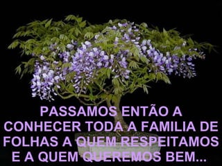 PASSAMOS ENTÃO A CONHECER TODA A FAMILIA DE FOLHAS A QUEM RESPEITAMOS E A QUEM QUEREMOS BEM...   