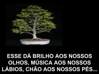 ESSE DÁ BRILHO AOS NOSSOS OLHOS, MÚSICA AOS NOSSOS LÁBIOS, CHÃO AOS NOSSOS PÉS... 