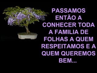 PASSAMOS ENTÃO A CONHECER TODA A FAMILIA DE FOLHAS A QUEM RESPEITAMOS E A QUEM QUEREMOS BEM...   