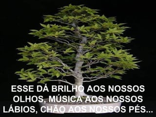 ESSE DÁ BRILHO AOS NOSSOS
OLHOS, MÚSICA AOS NOSSOS
LÁBIOS, CHÃO AOS NOSSOS PÉS...
 