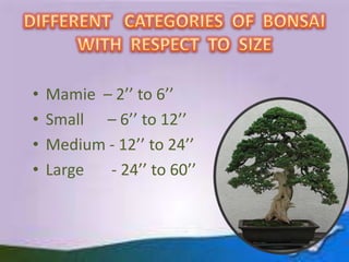 •
•
•
•

Mamie – 2’’ to 6’’
Small – 6’’ to 12’’
Medium - 12’’ to 24’’
Large
- 24’’ to 60’’

 