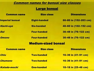 Common names for bonsai size classes
Large bonsai
Common name

Size class

Dimensions

Imperial bonsai

Eight-handed

60–80 in (152–203 cm)

Hachi-uye

Six-handed

40–60 in (102–152 cm)

Dai

Four-handed

30–48 in (76–122 cm)

Omono

Four-handed

30–48 in (76–122 cm)

Medium-sized bonsai
Common name

Size class

Dimensions

Chiu

Two-handed

16–36 in (41–91 cm)

Chumono

Two-handed

16–36 in (41–91 cm)

Katade-mochi

One-handed

10–18 in (25–46 cm)

 