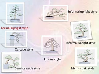 Informal upright style

Formal Upright style

Informal upright style
Cascade style

Broom style
Semi-cascade style

Multi-trunk style

 