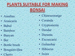 •
•
•
•
•
•
•
•
•

Amaltas
Araucaria
Babul
Bamboo
Banyan
Ber
Bottle brush
Bougainvillea
Cherry

•
•
•
•
•
•
•
•
•

Chineseorange
Coranda
Cryptomeria
Deodar
Duranta
Excoecaria
Gulmohar
Hibiscus
Ixora

 